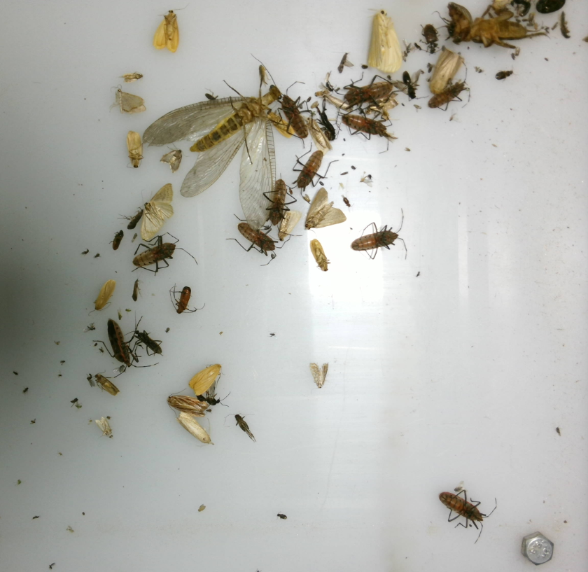 田間蟲情自動監(jiān)測系統(tǒng)