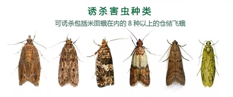 ������T����