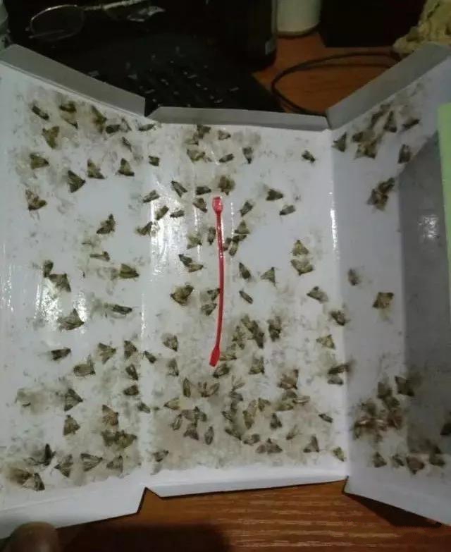 ������T����