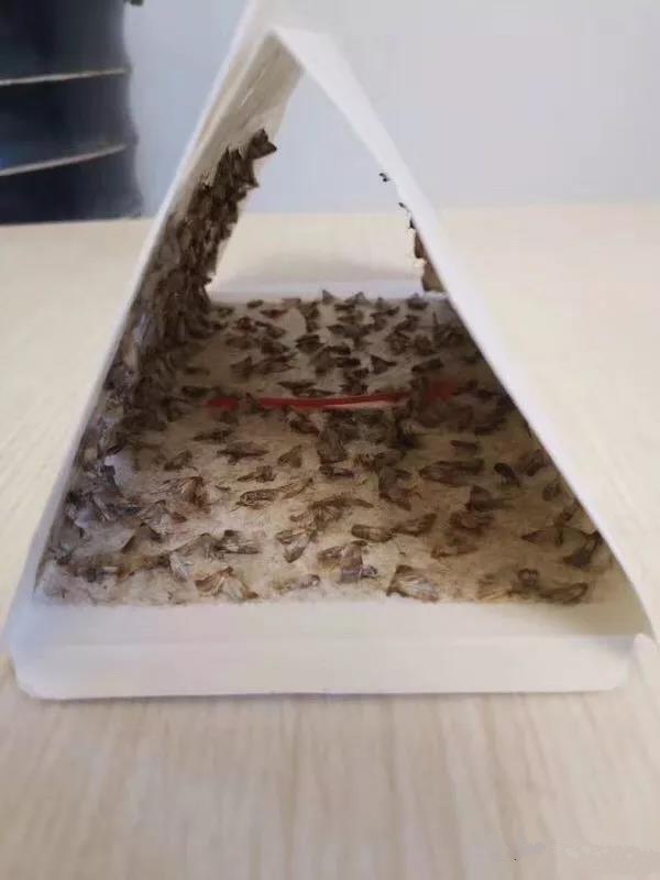 ������T����