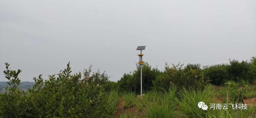 湖南耒陽市油茶示范基地利用云飛自清蟲殺蟲燈綠色殺蟲